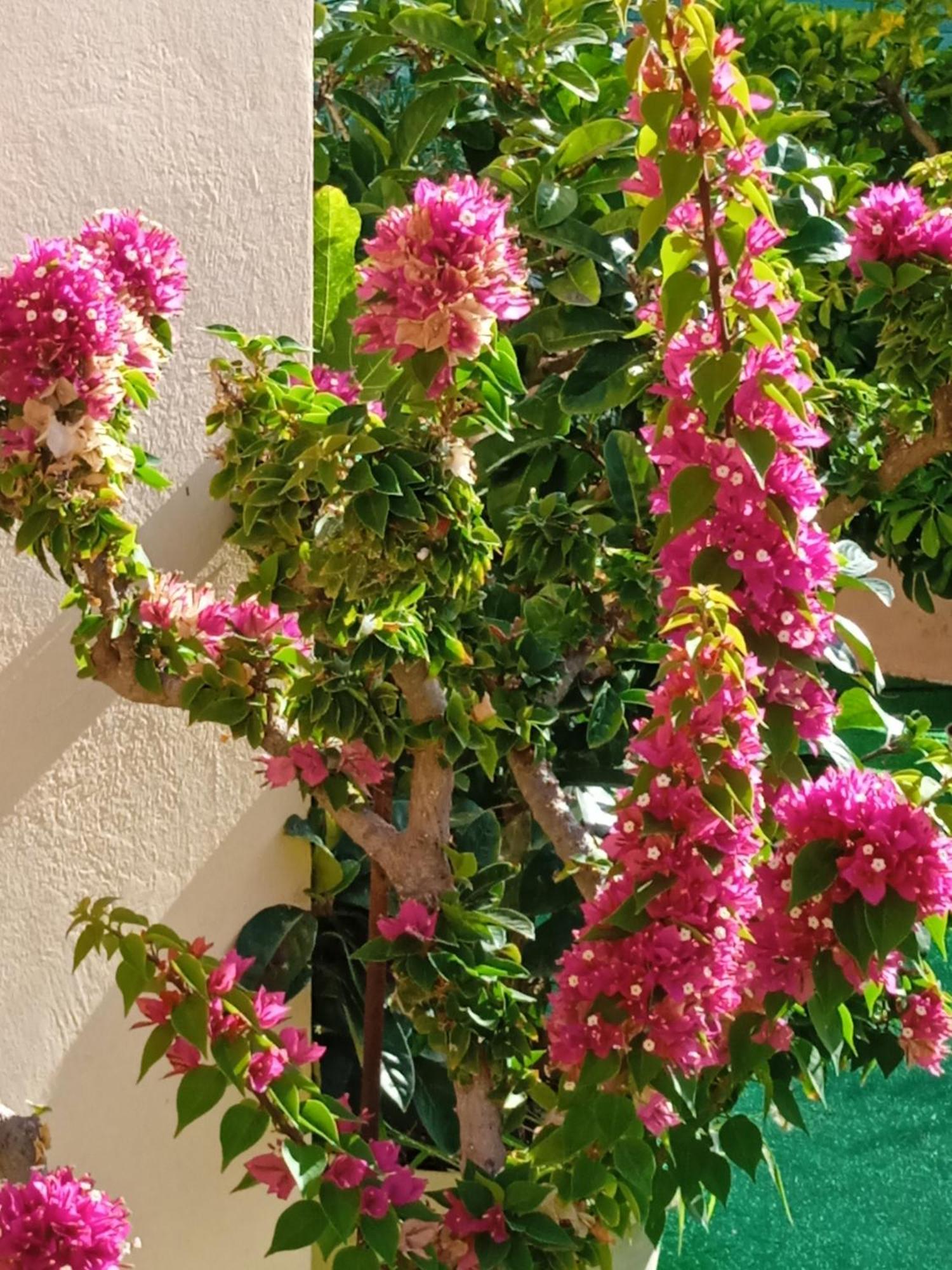 Ilona Apartments Chania Kato Daratso Pokoj fotografie